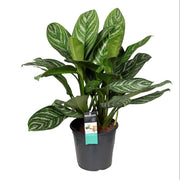 Aglaonema Stripes | ↑80 cm | Ø21 cm