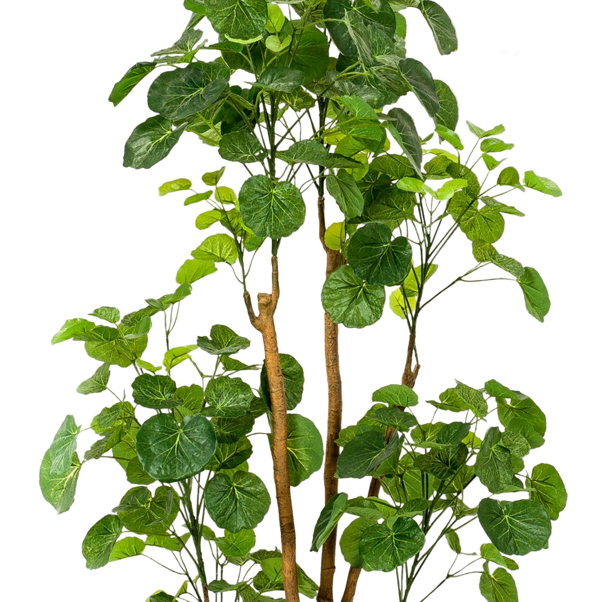 Kunstplant | Polyscias | ↕160 cm