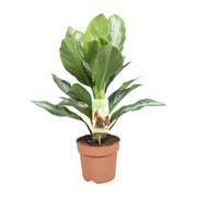 Aglaonema Silver Bay Chinese Evergreen | ↑55 cm | Ø17 cm
