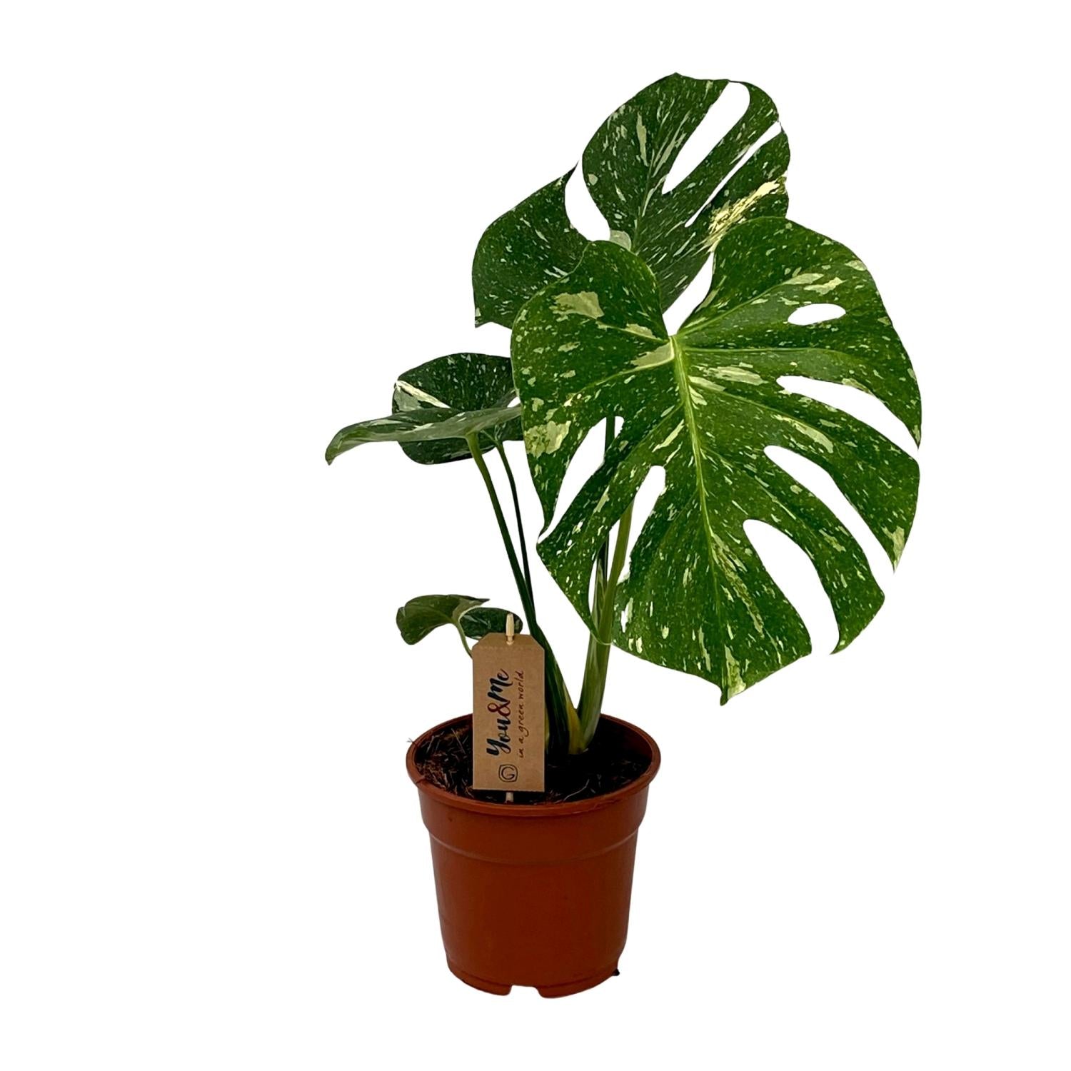Monstera Deliciosa | ↕50 cm | Ø17 cm