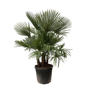Trachycarpus Multi Stam | ↕230 cm | Ø50 cm