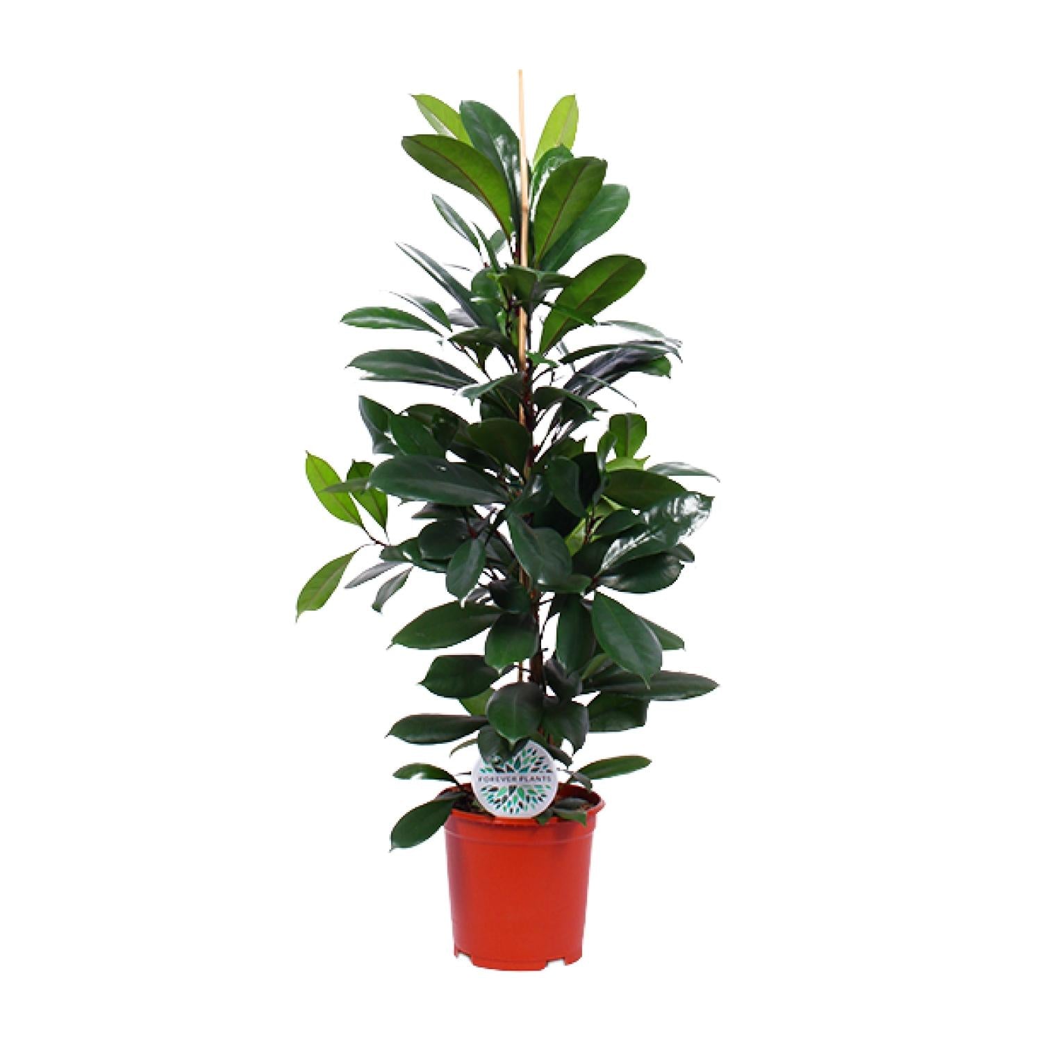 Ficus Cyathistipula | ↕105 cm | Ø21 cm