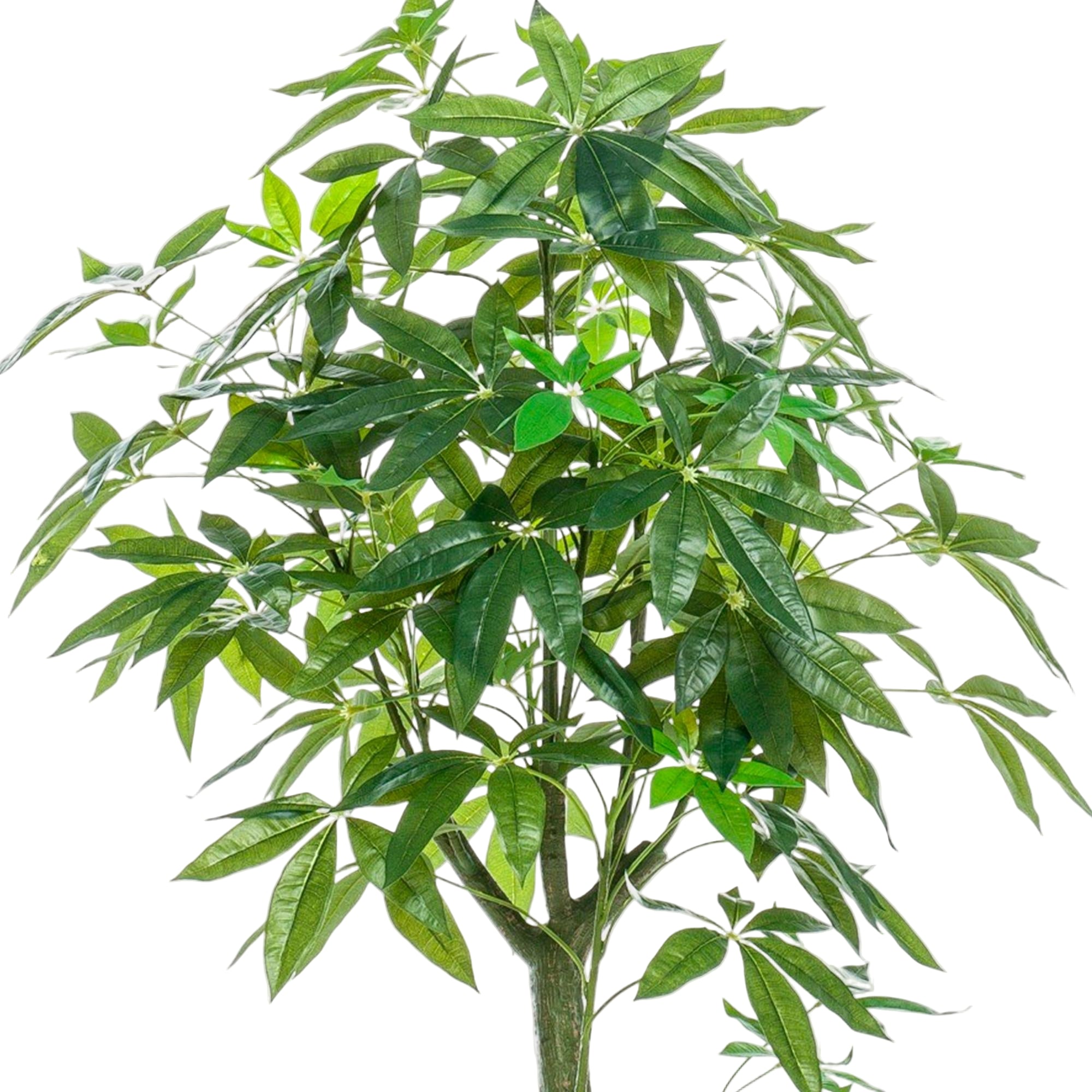 Kunstplant | Pachira Aquatica | ↕150 cm