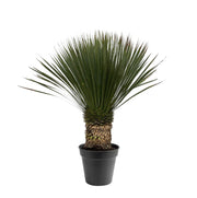 Yucca Rostrata | ↕90 cm | Ø38 cm