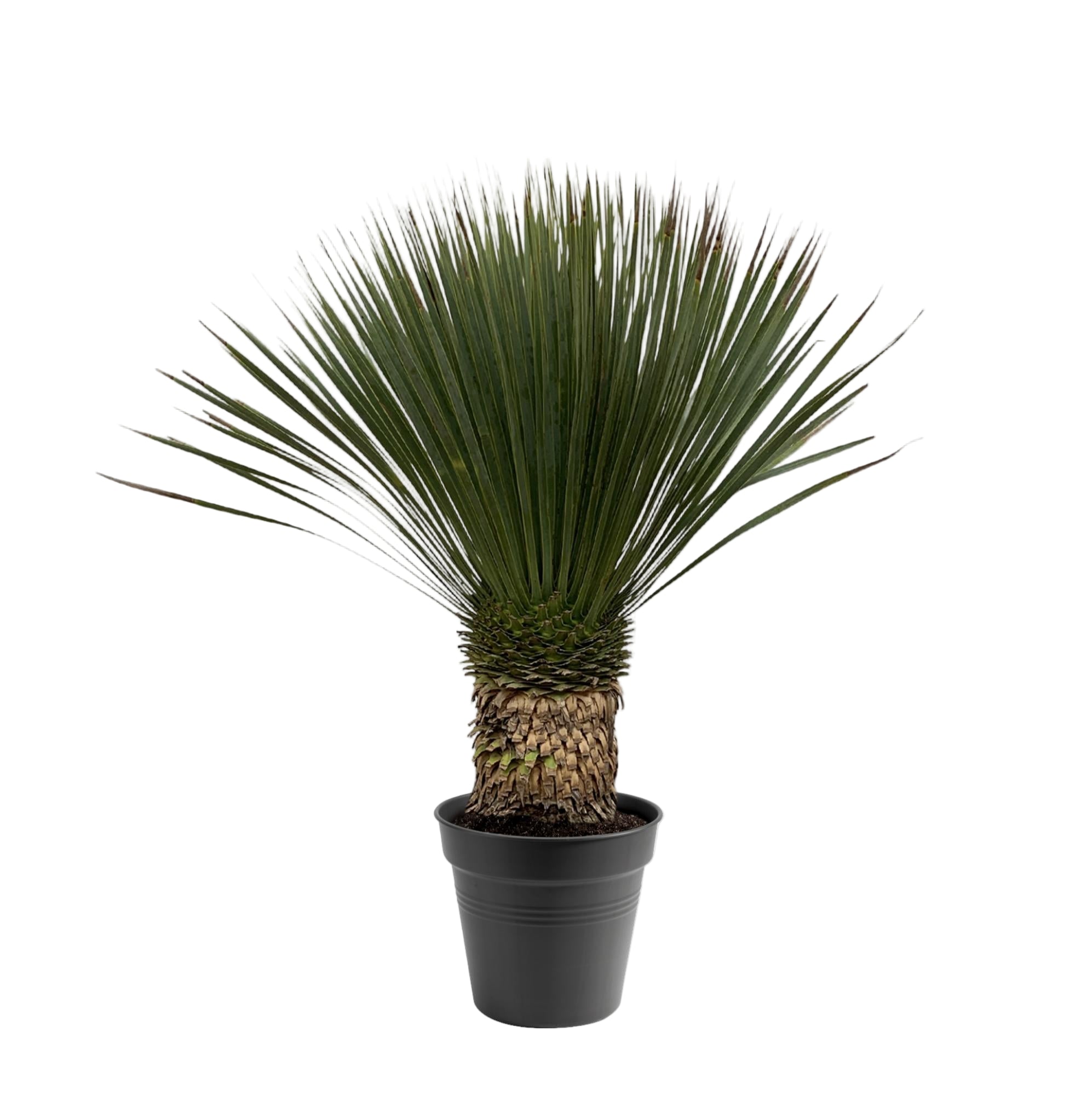Yucca Rostrata | ↕90 cm | Ø38 cm