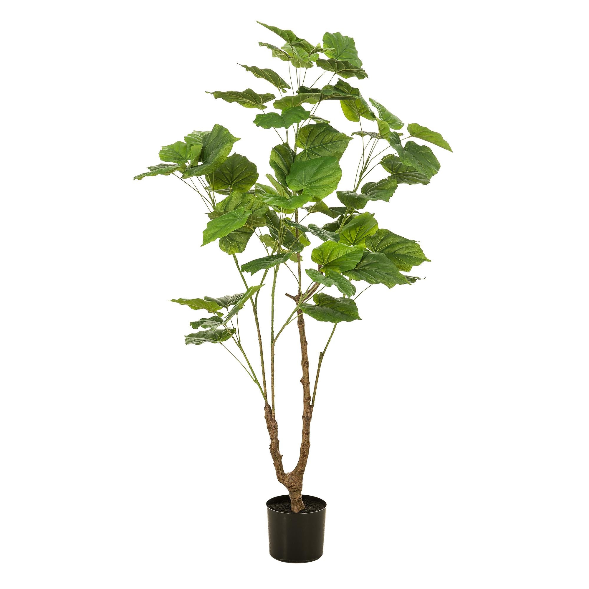 Kunstplant | Ficus Umbellate | ↕125 cm