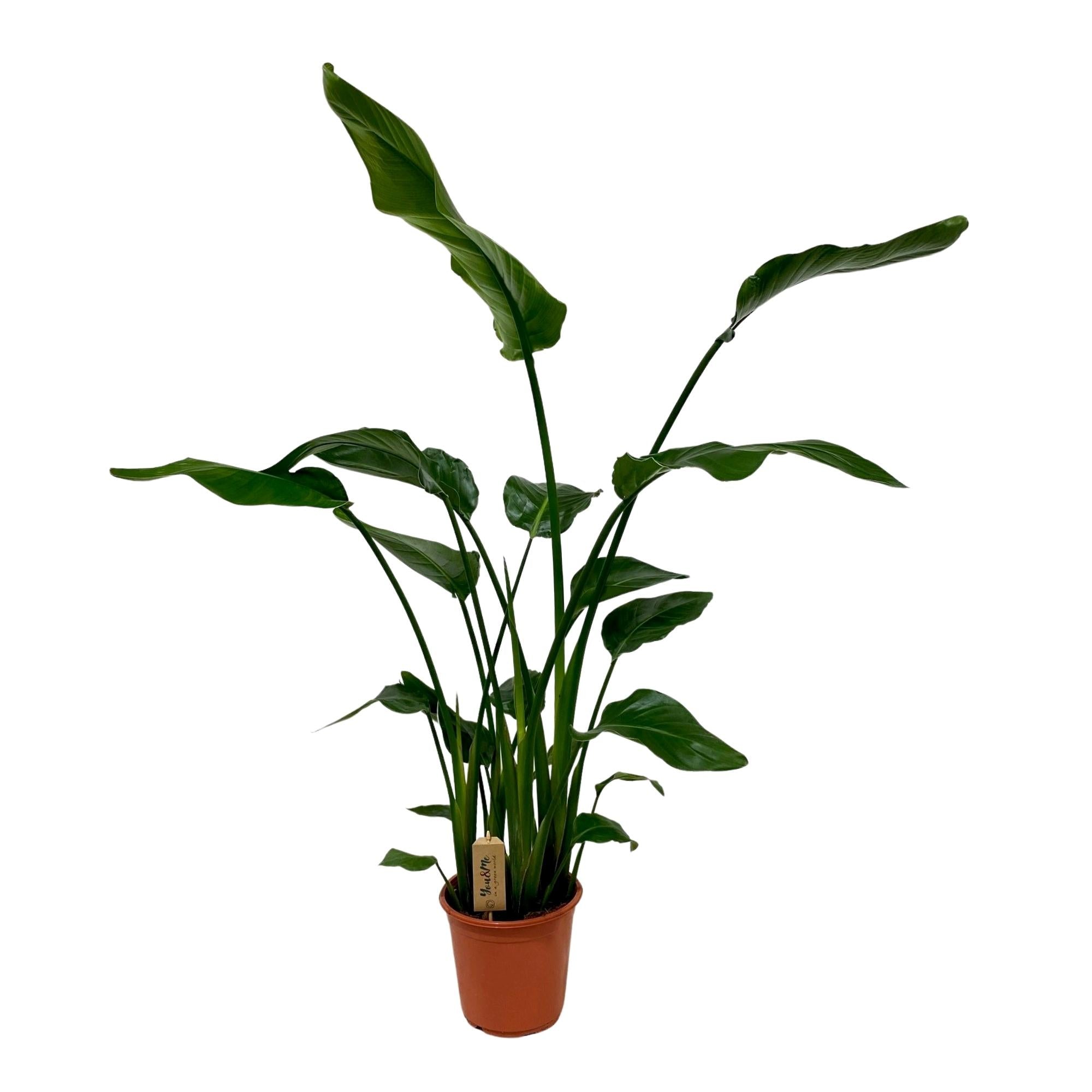 Strelitzia Nicolai | ↕120 cm | Ø21 cm