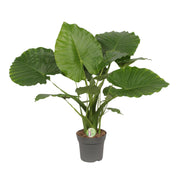 Alocasia Gageana California | ↑80 cm | Ø21 cm