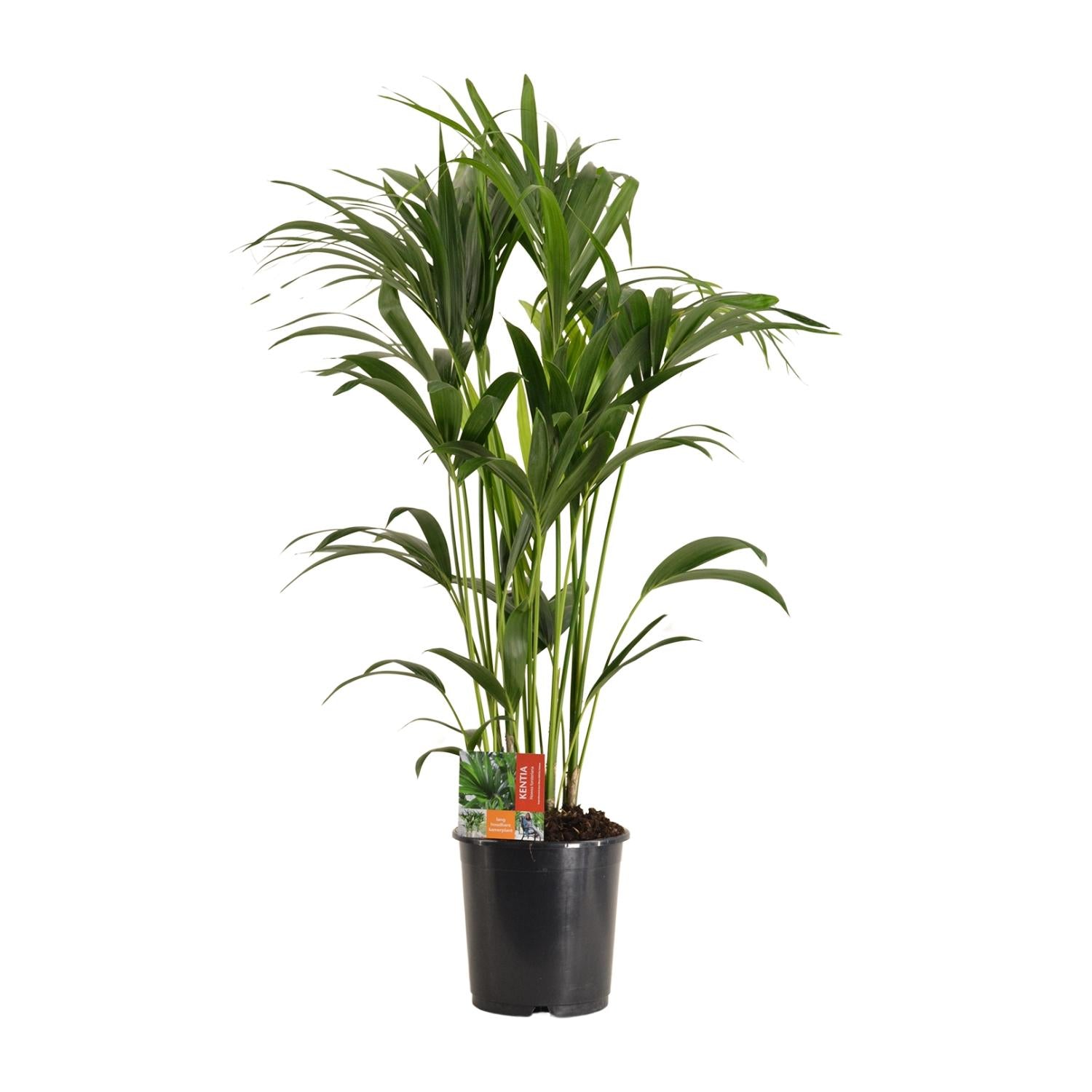 Howea Forsteriana | ↕120 cm | Ø24 cm