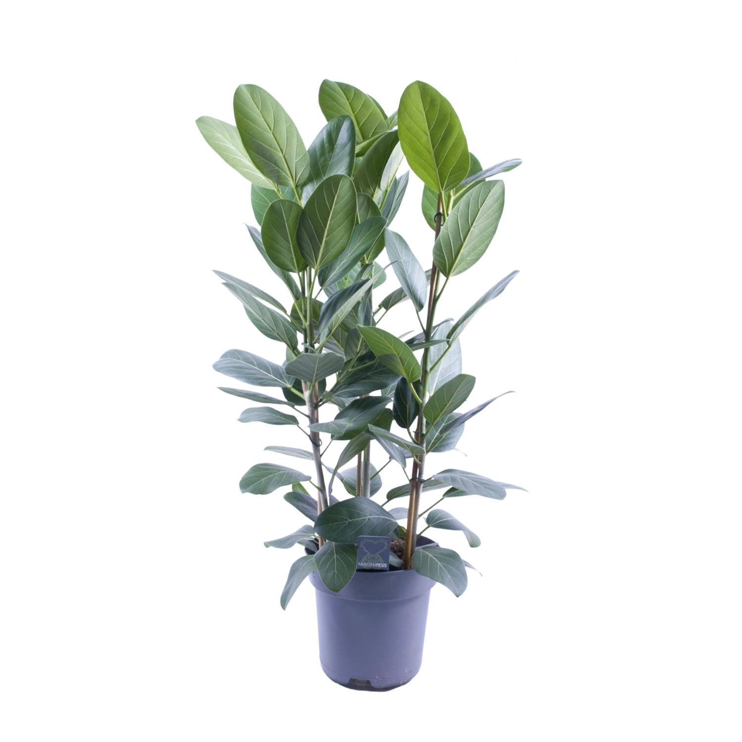 Ficus Audrey | ↕105 cm |  Ø27 cm