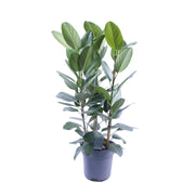 Ficus Audrey | ↕105 cm |  Ø27 cm