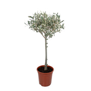 Olea Europaea | ↕90cm | Ø19 cm