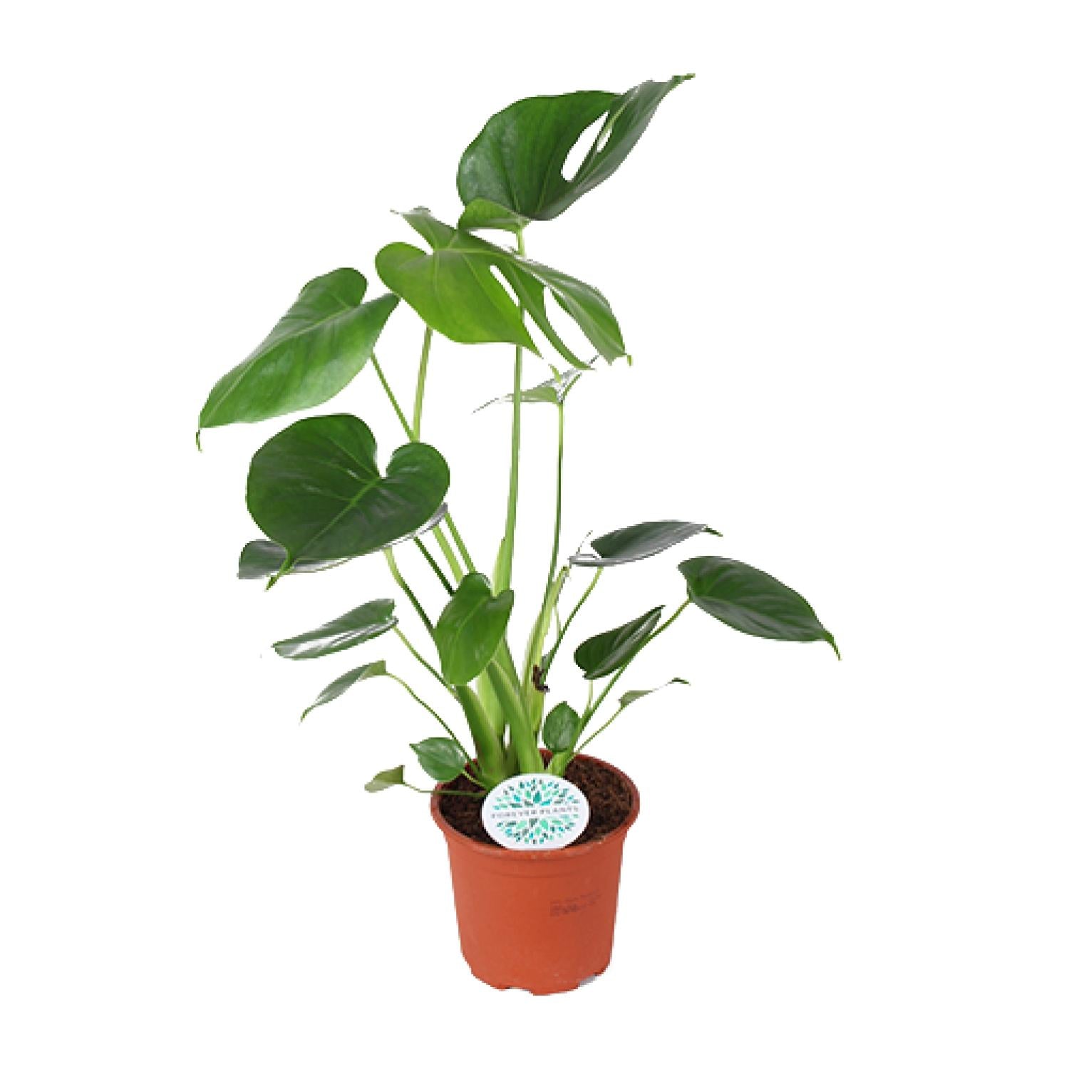 Monstera Deliciosa | ↕45cm | Ø14 cm