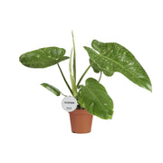 Philodendron Jose Buono | ↕45 cm | Ø15 cm