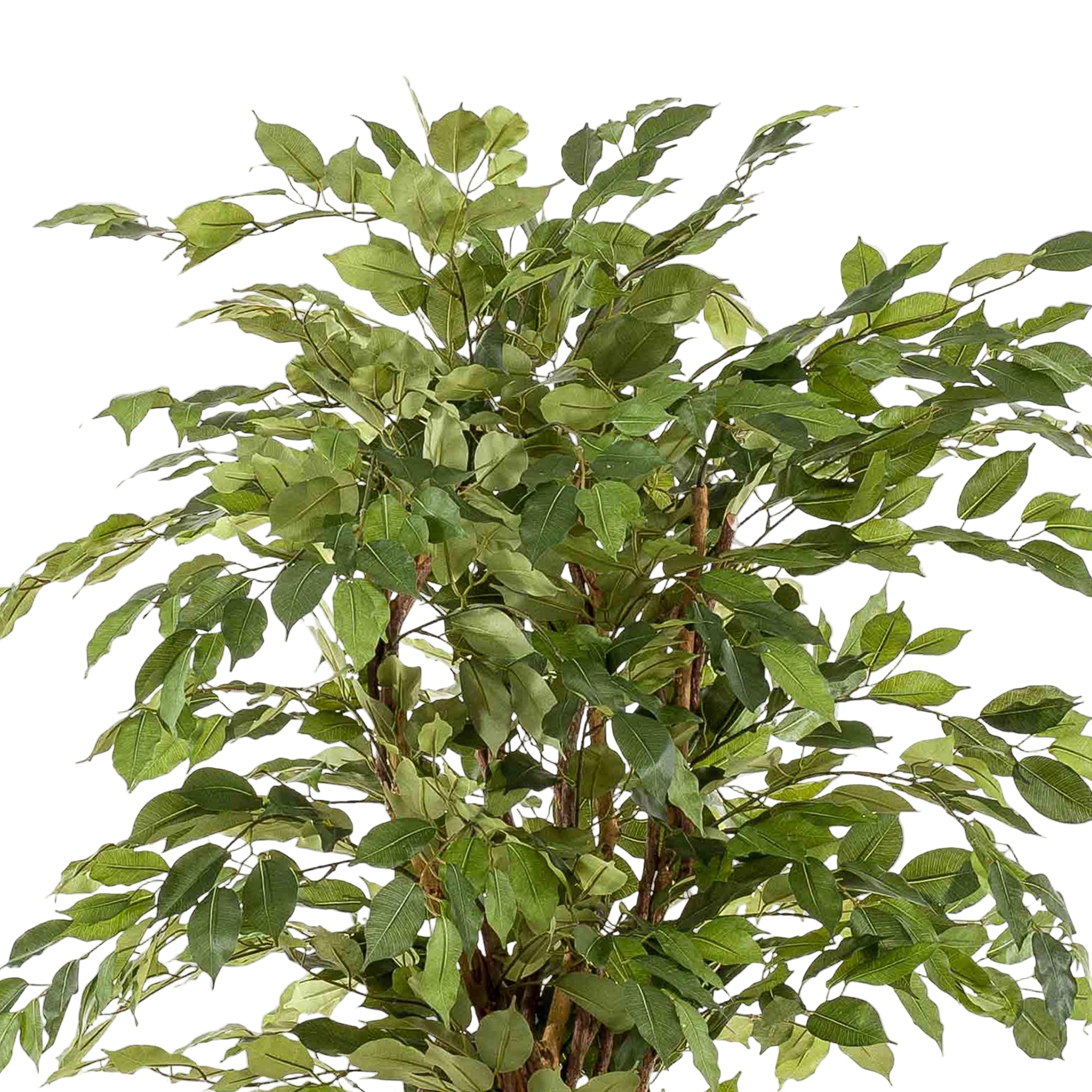 Kunstplant | Ficus Liana | ↕170 cm