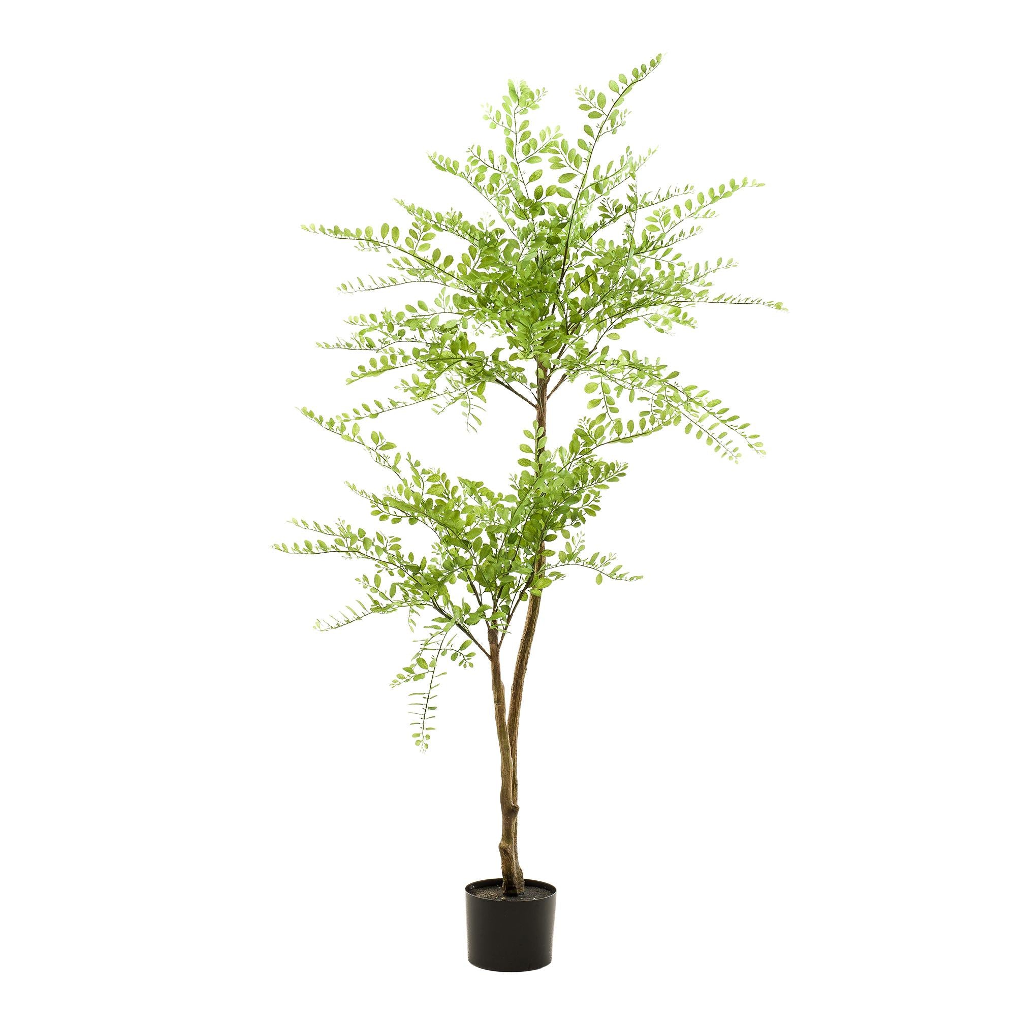 Kunstplant |  Sophora Tree | ↕140 cm