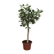 Ficus Benghalensis boom | ↕200 cm | Ø50 cm