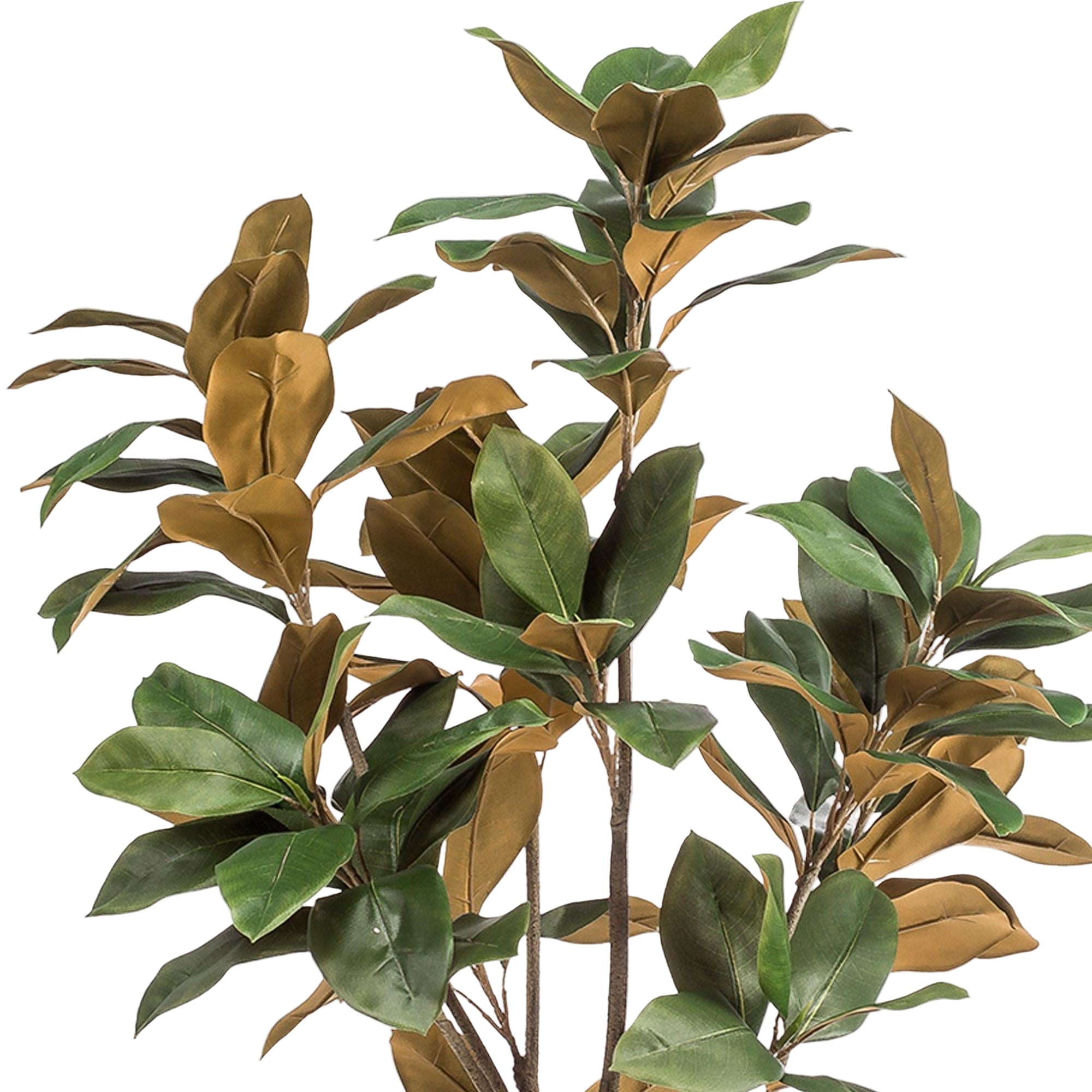 Kunstplant | Magnolia Grandiflora | ↕150 cm