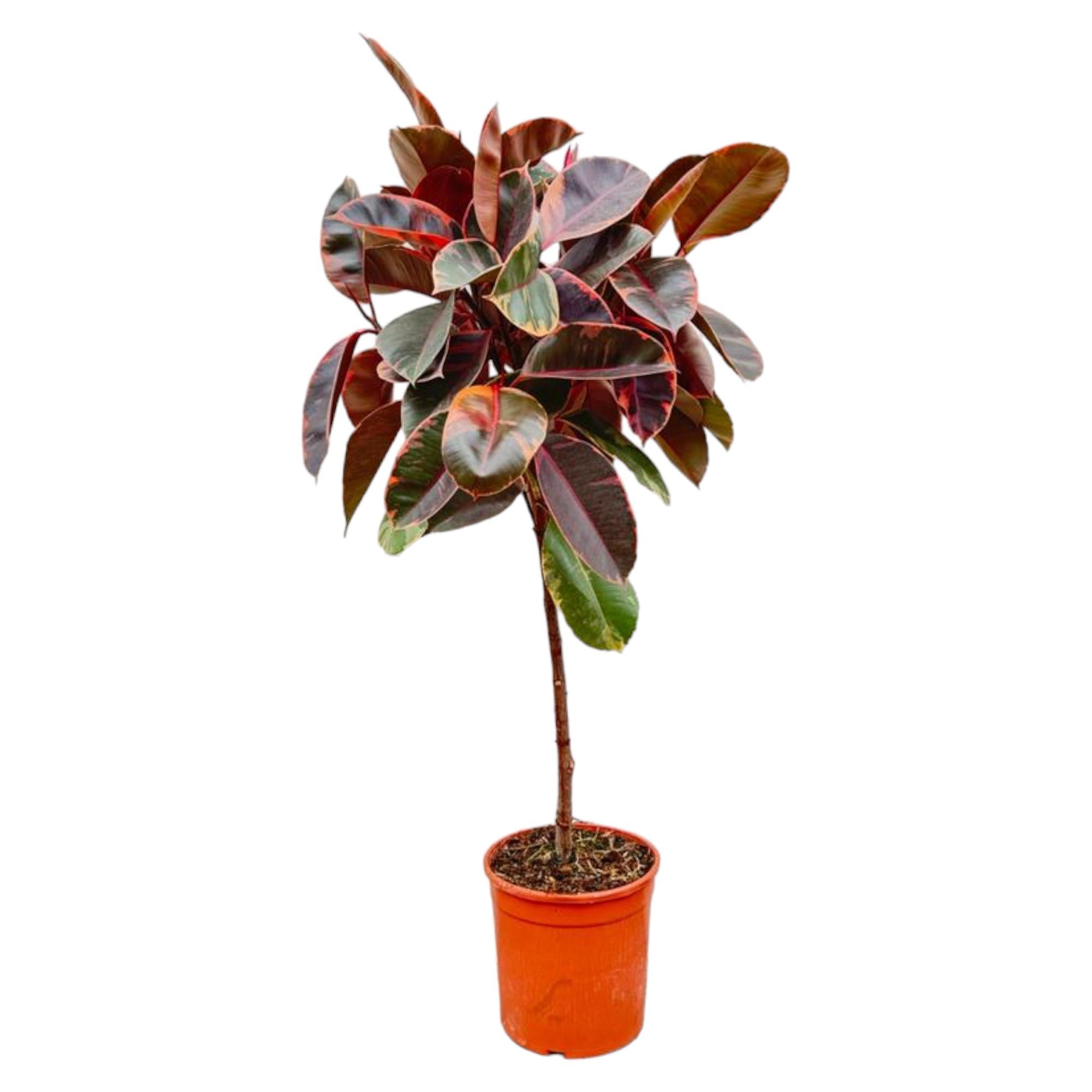 Ficus Elastica Belize Op Stam | ↕130 cm | Ø24 cm