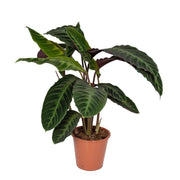 Calathea Warscewiczii | ↕70 cm | Ø19 cm