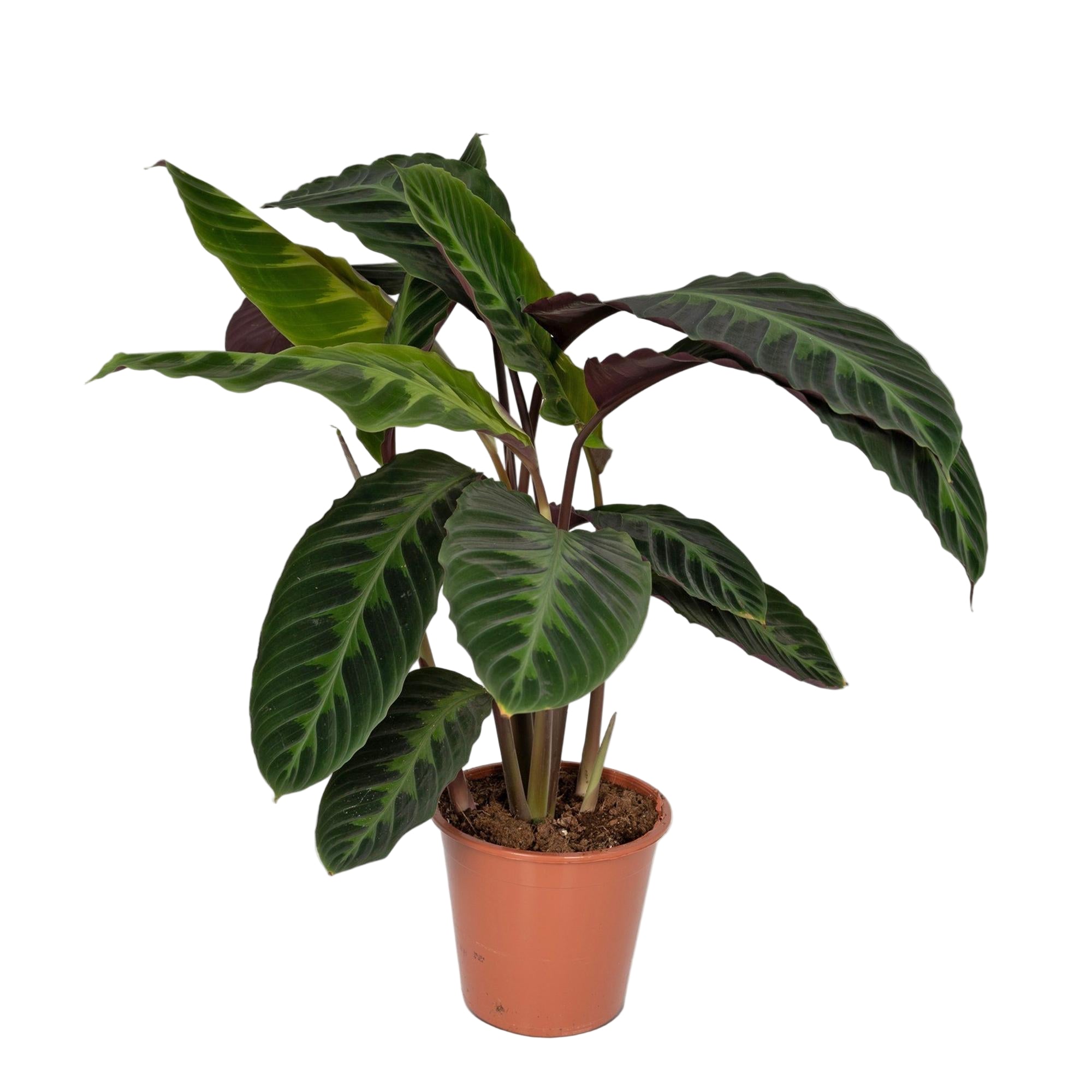 Calathea Warscewiczii | ↕70 cm | Ø19 cm