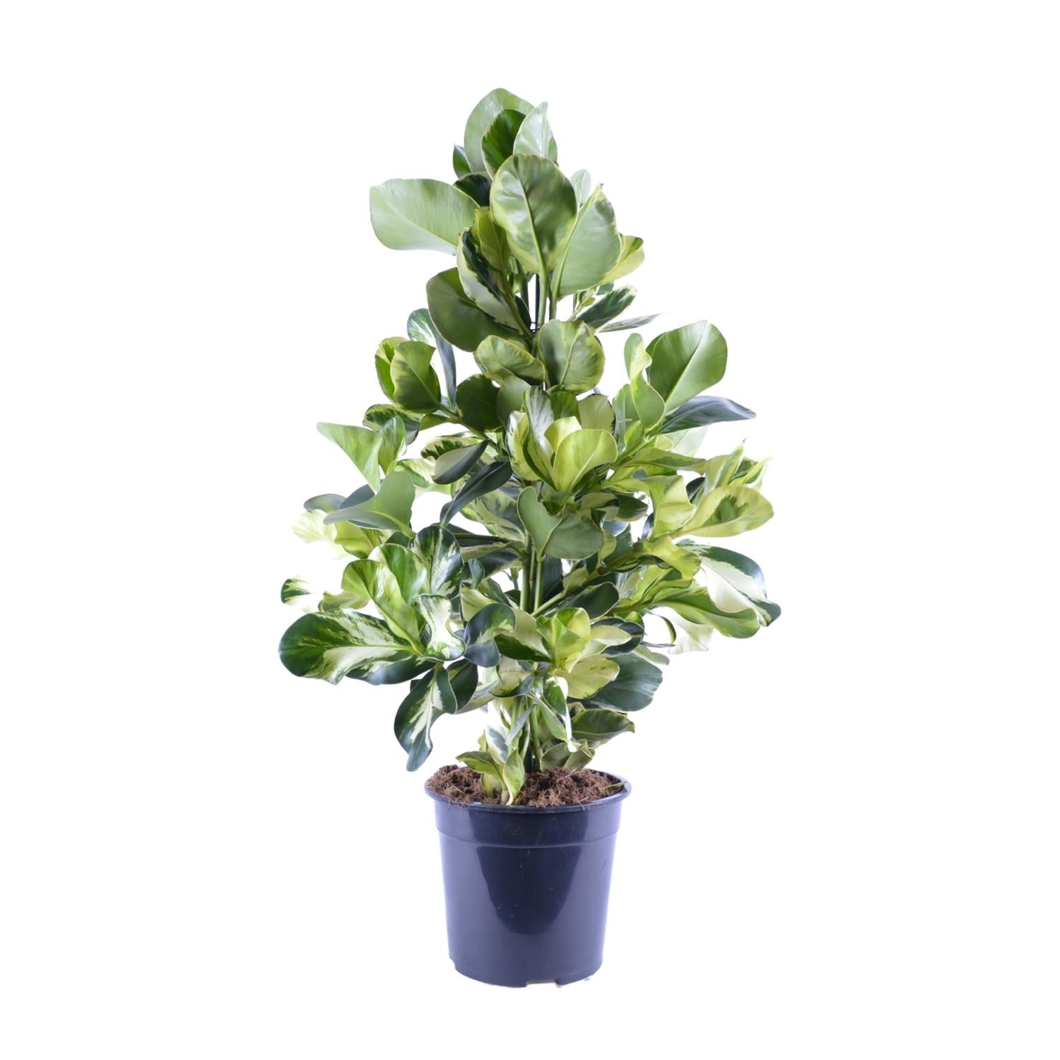 Clusia Rosea White Star | ↑95 cm | Ø24 cm