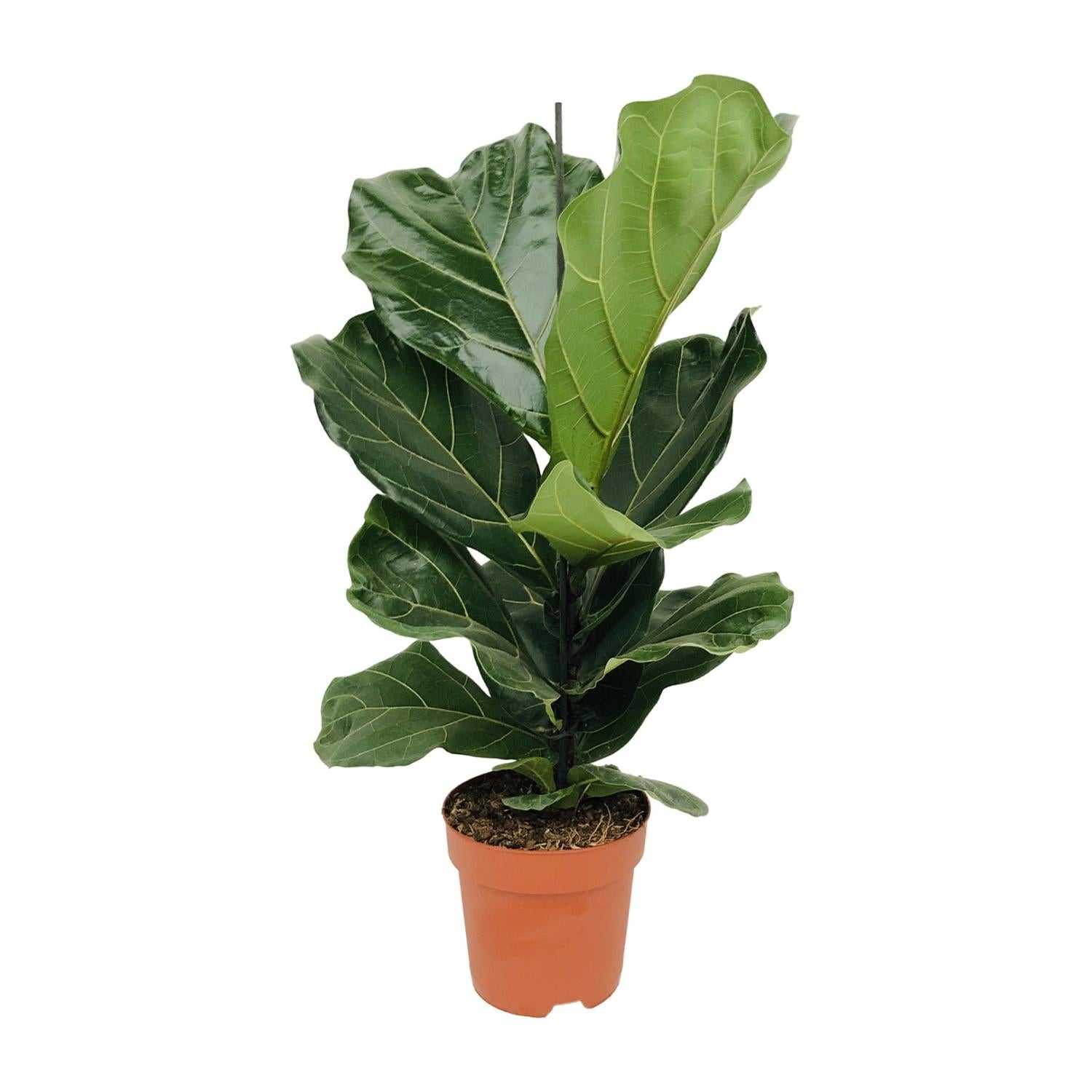 Ficus Lyrata | ↕75 cm | Ø17 cm