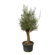 Olea Europaea Bonsai | ↕250 cm | Ø65 cm