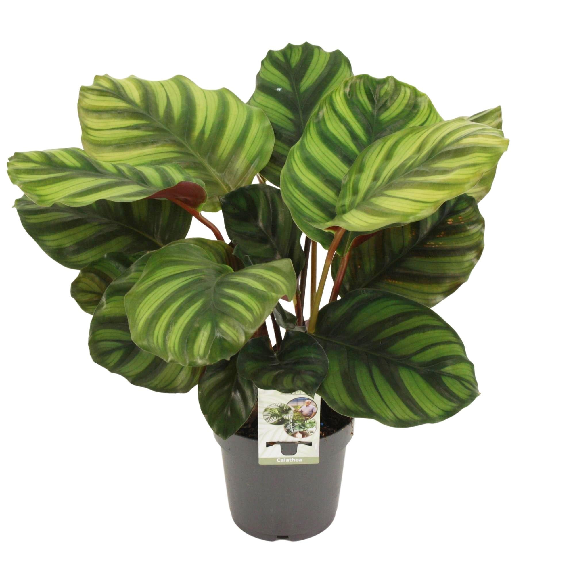 Calathea Fasciata | ↑50 cm | Ø14 cm