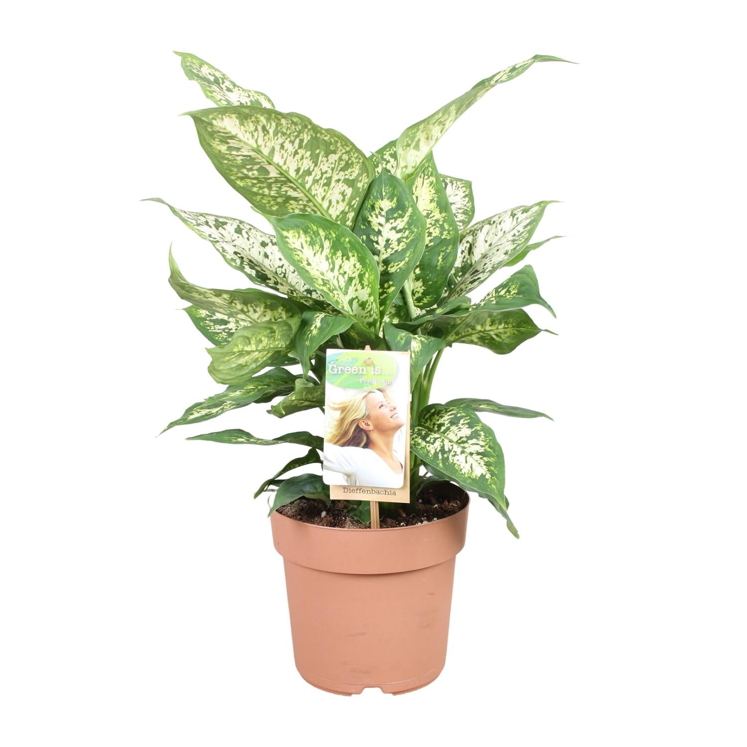 Dieffenbachia Compacta | ↕45 cm | Ø17 cm