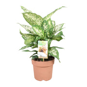 Dieffenbachia Compacta | ↕45 cm | Ø17 cm