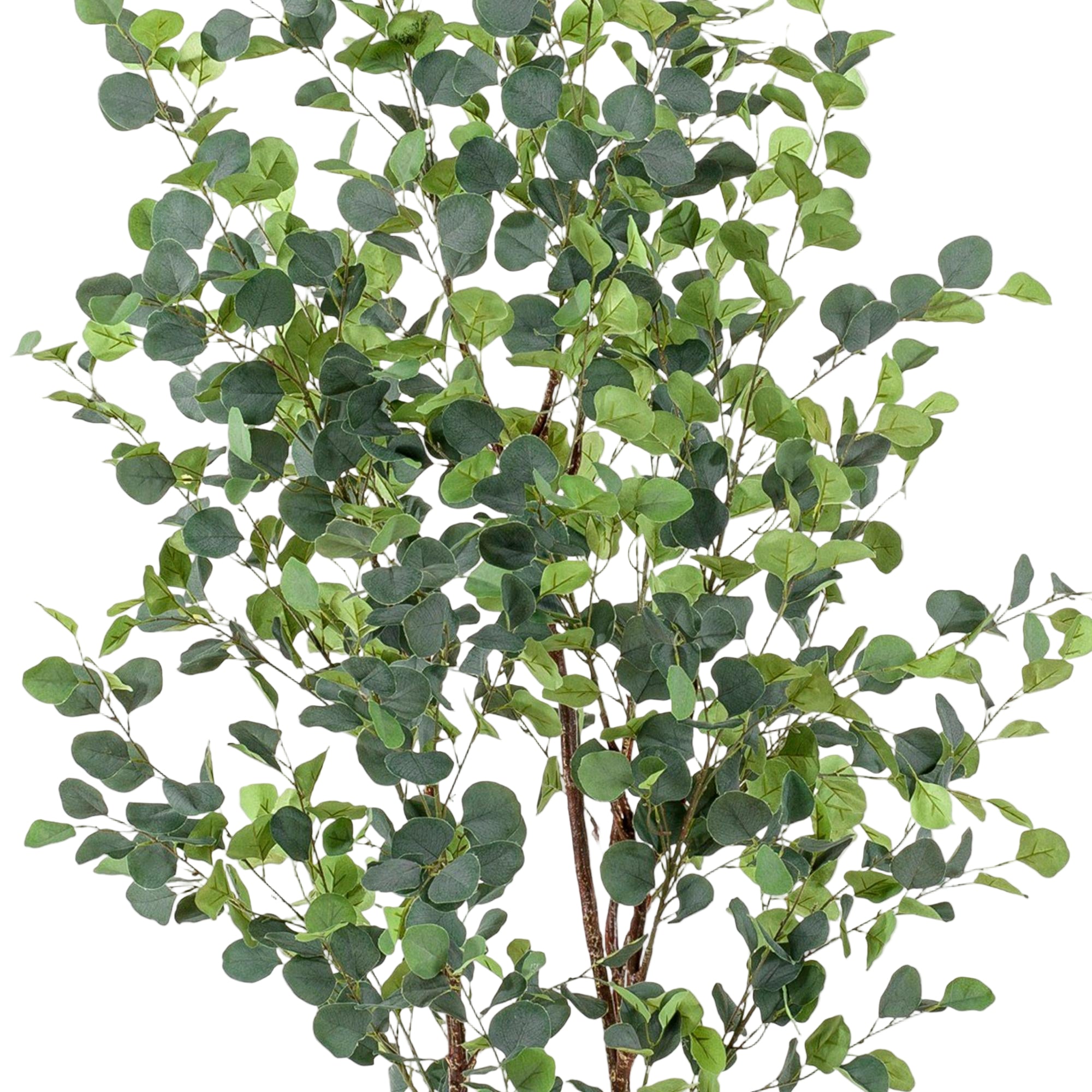 Kunstplant | Eucalyptus | ↕180 cm