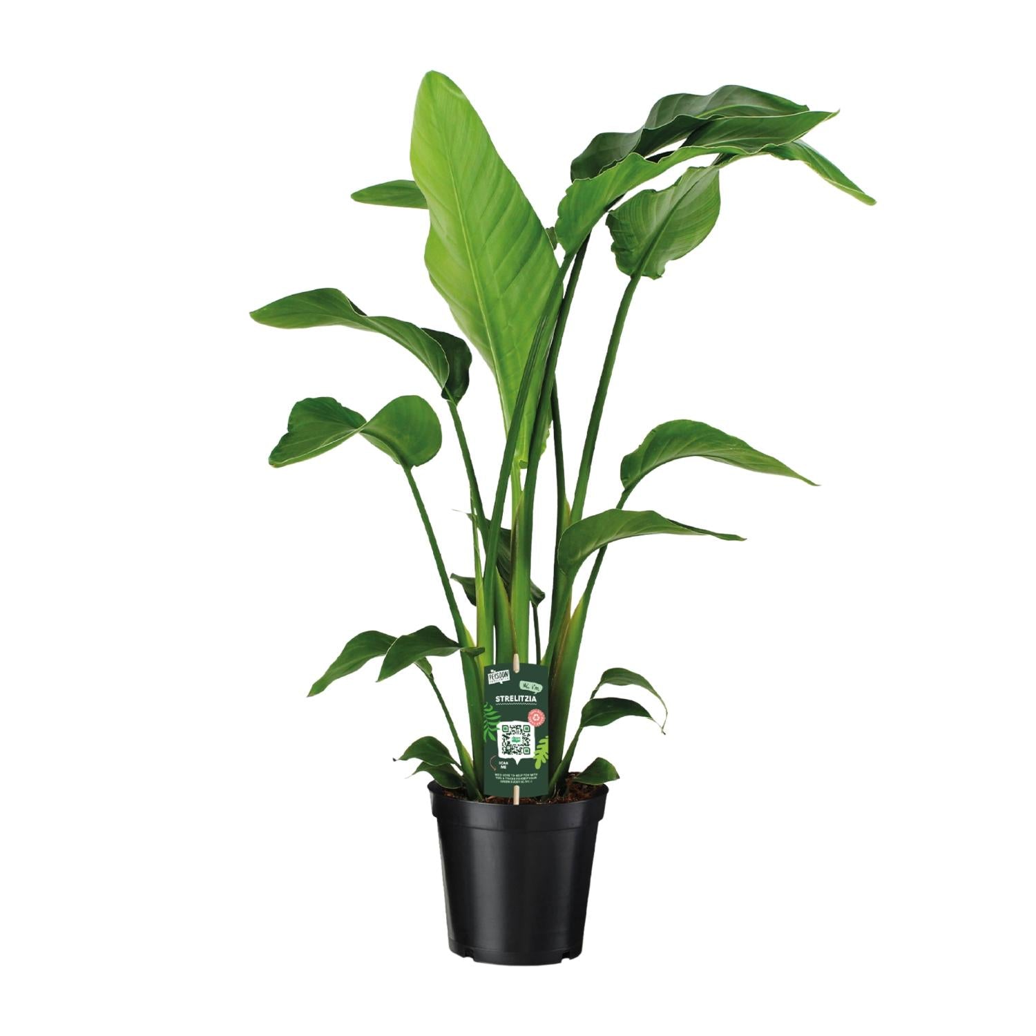 Strelitzia Nicolai | ↕90 cm | Ø19 cm