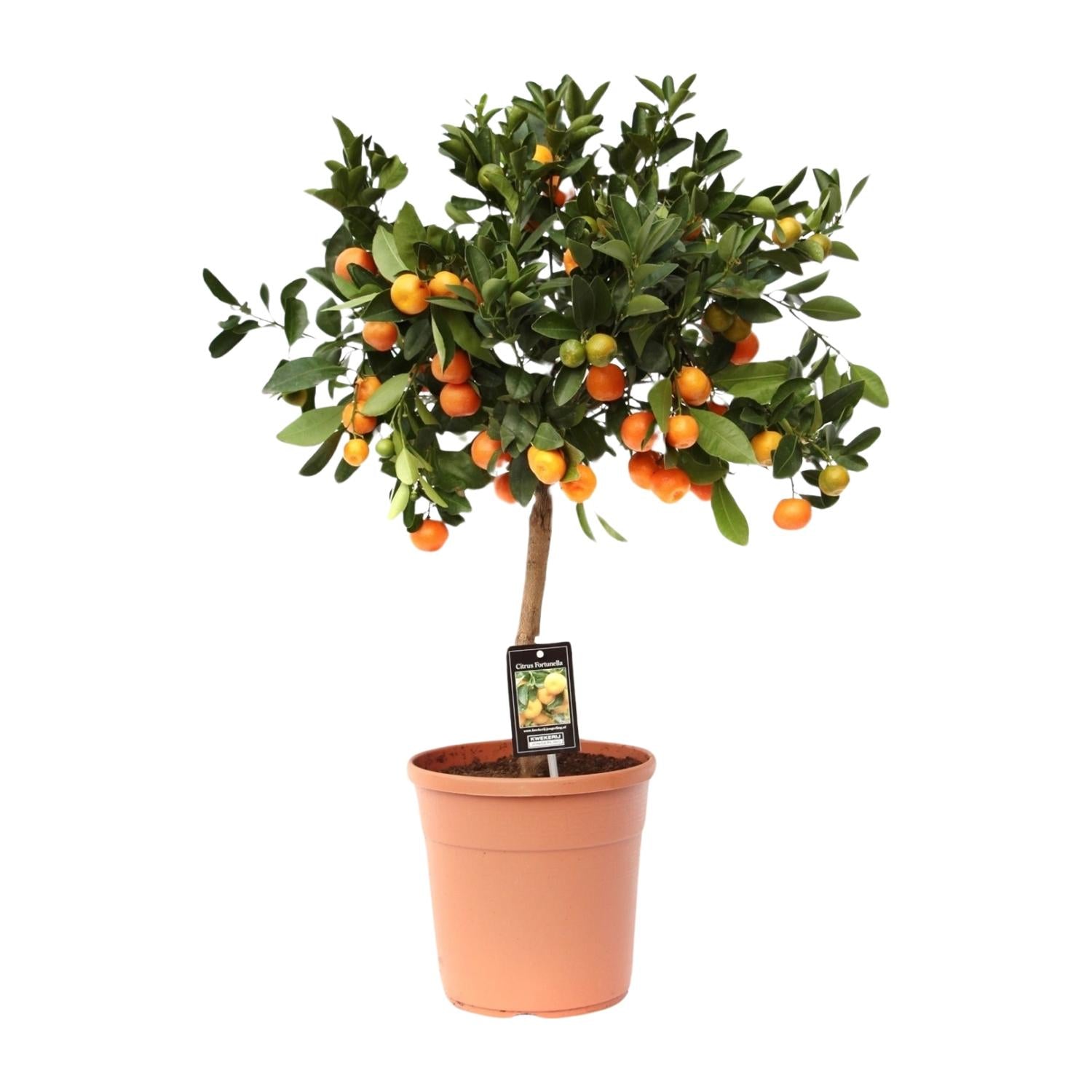 Citrus Calamondin | ↕80 cm | Ø22 cm