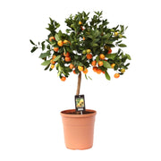 Citrus Calamondin | ↕80 cm | Ø22 cm