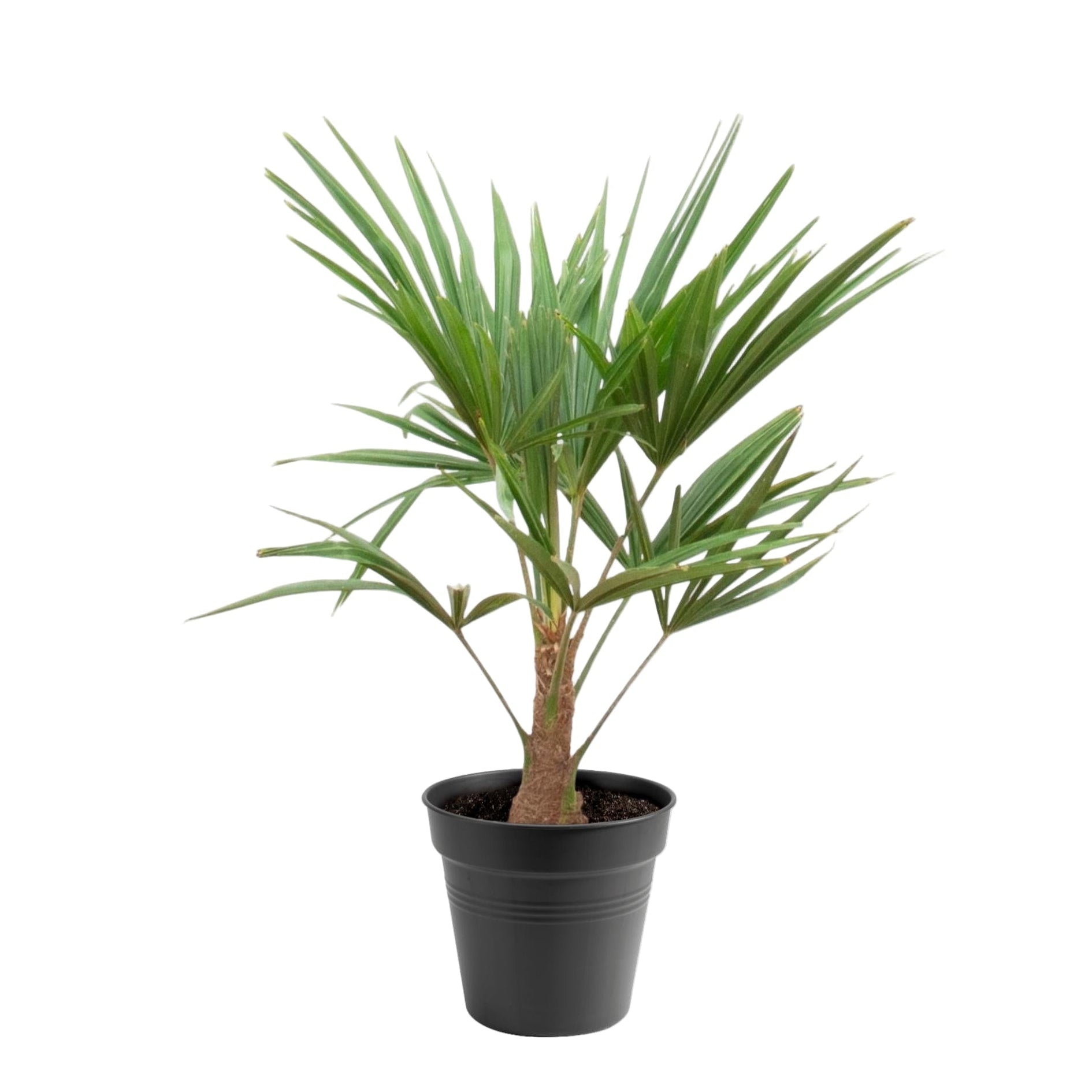 Trachycarpus Fortunei | ↕90 cm | Ø21 cm