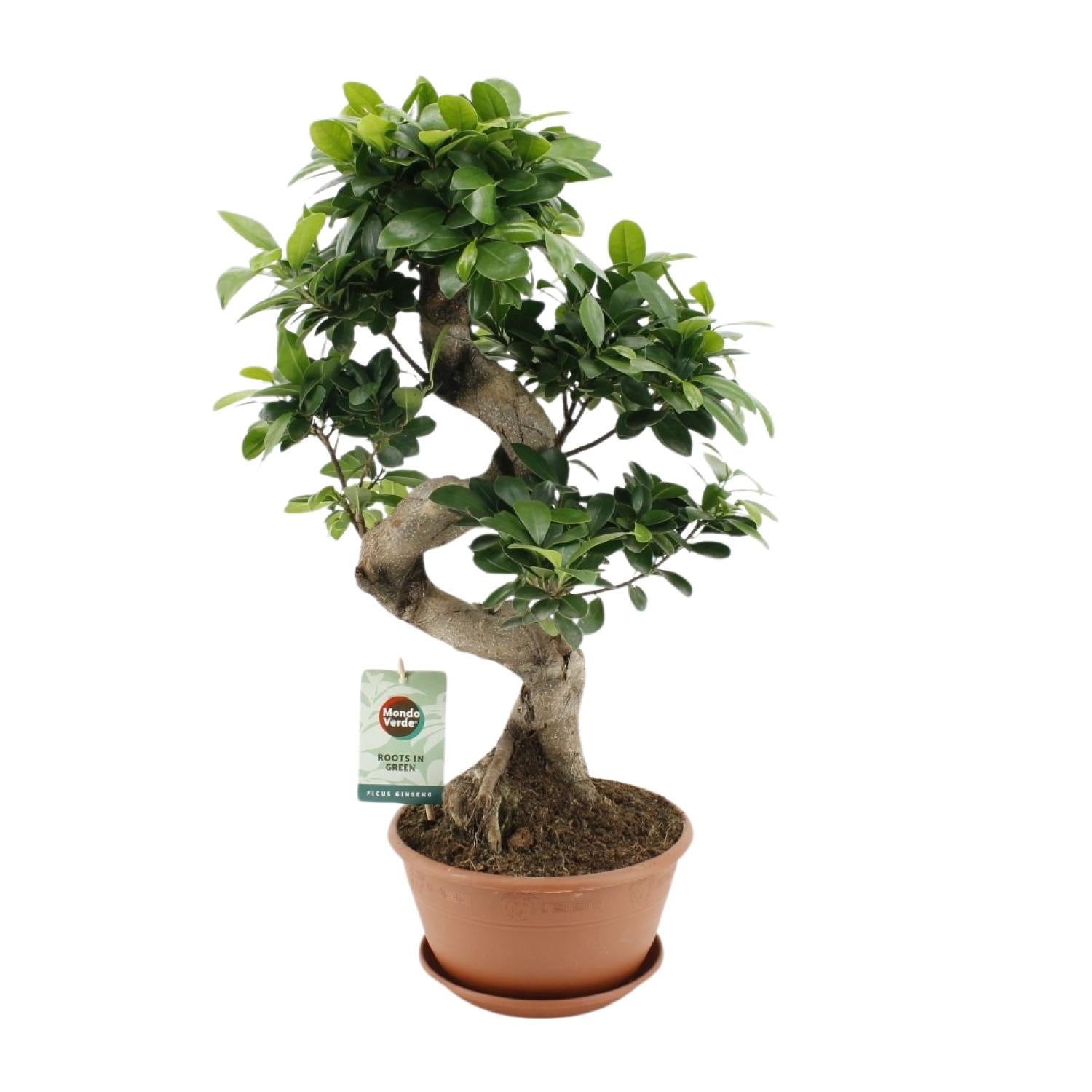Ficus Ginseng | ↕60 cm | Ø22 cm