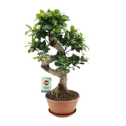 Ficus Ginseng | ↕60 cm | Ø22 cm
