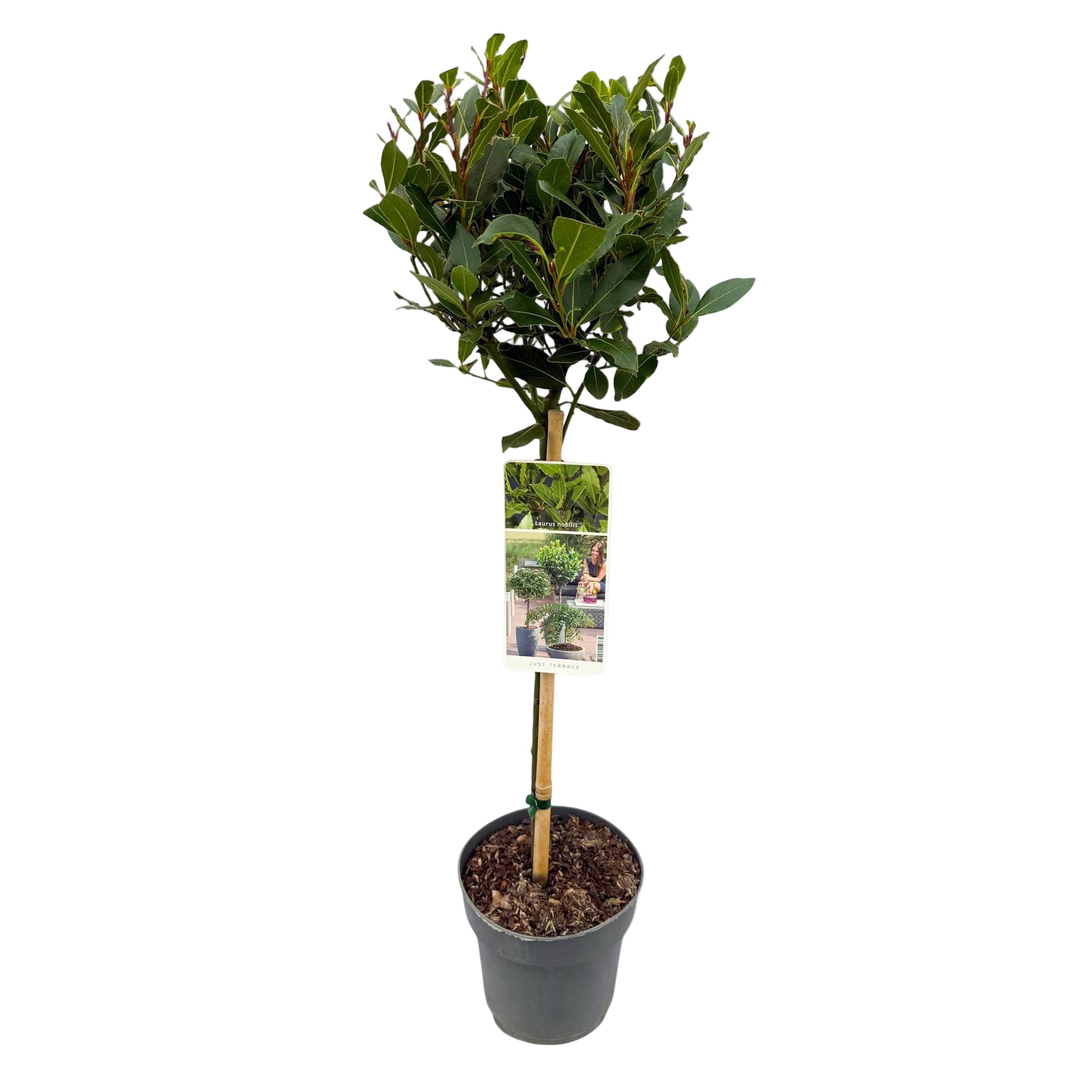 Laurus Nobilis | ↕90 cm | Ø19 cm