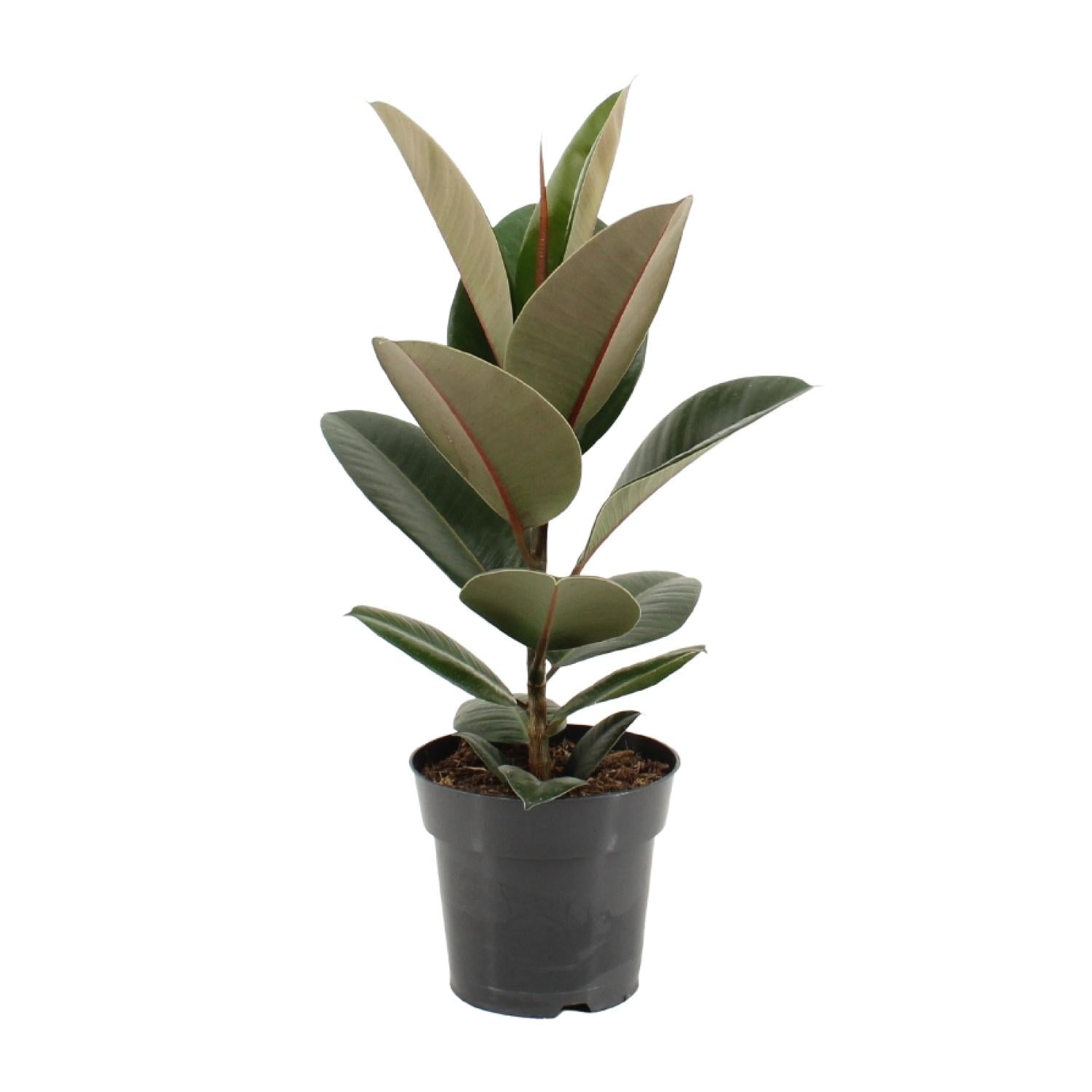 Ficus Elastica Robusta | ↕55 cm | Ø17 cm