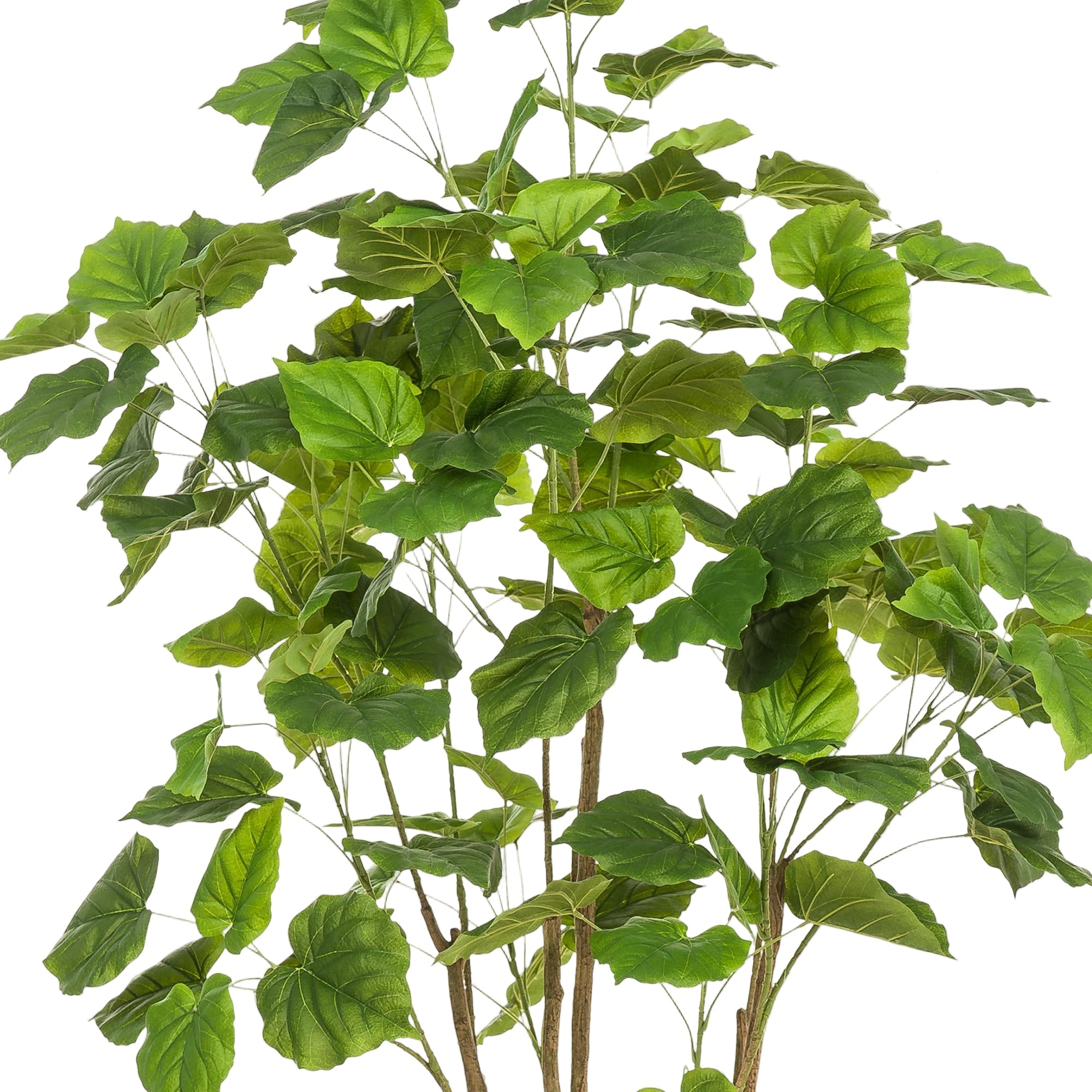 Kunstplant | Ficus Umbellate | ↕180 cm