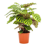 Calathea Makoyana | ↕55 cm | Ø17 cm