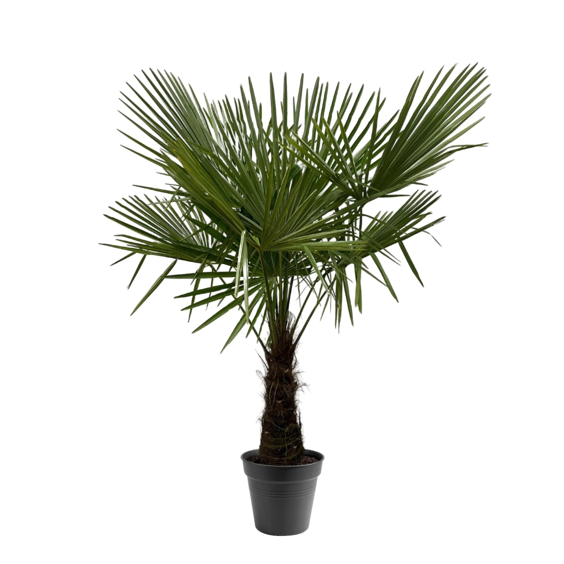 Trachycarpus Fortuneii | ↕170 cm | Ø30 cm