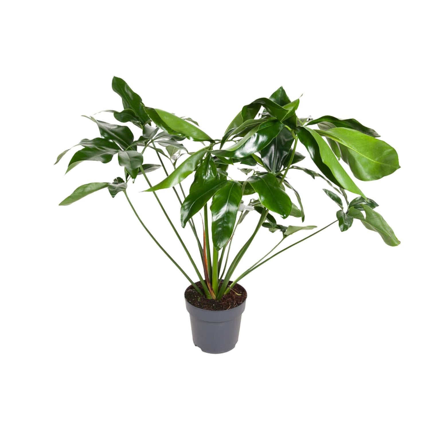 Philodendron Green Wonder | ↕100 cm | Ø24 cm