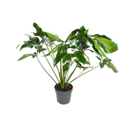 Philodendron Green Wonder | ↕100 cm | Ø24 cm