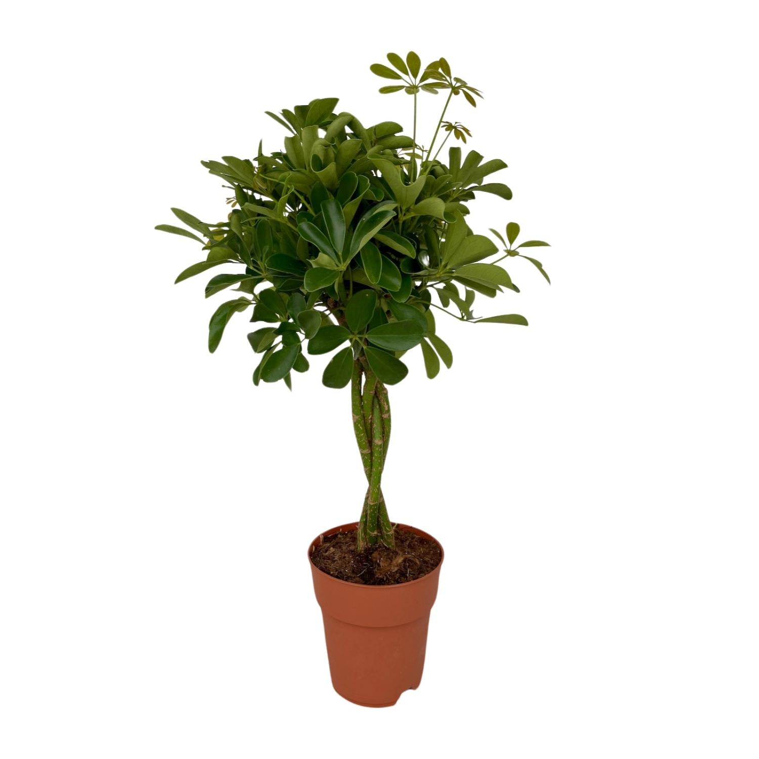 Schefflera Compacta | ↕80 cm | Ø19 cm