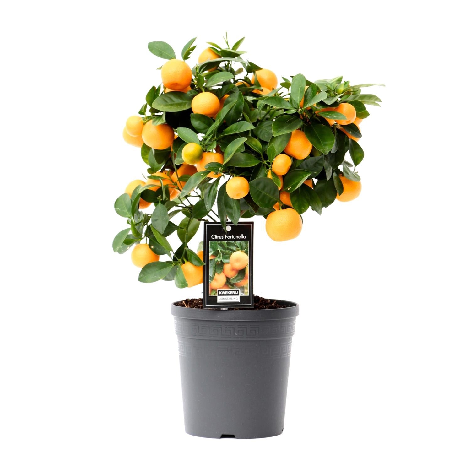 Citrus Calamondin | ↕40 cm | Ø15 cm