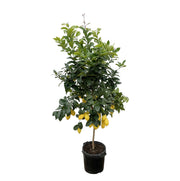 Citrus Lemon | ↕200 cm | Ø40 cm