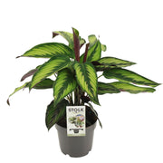 Calathea Majestica Princeps | ↑45 cm | Ø14 cm