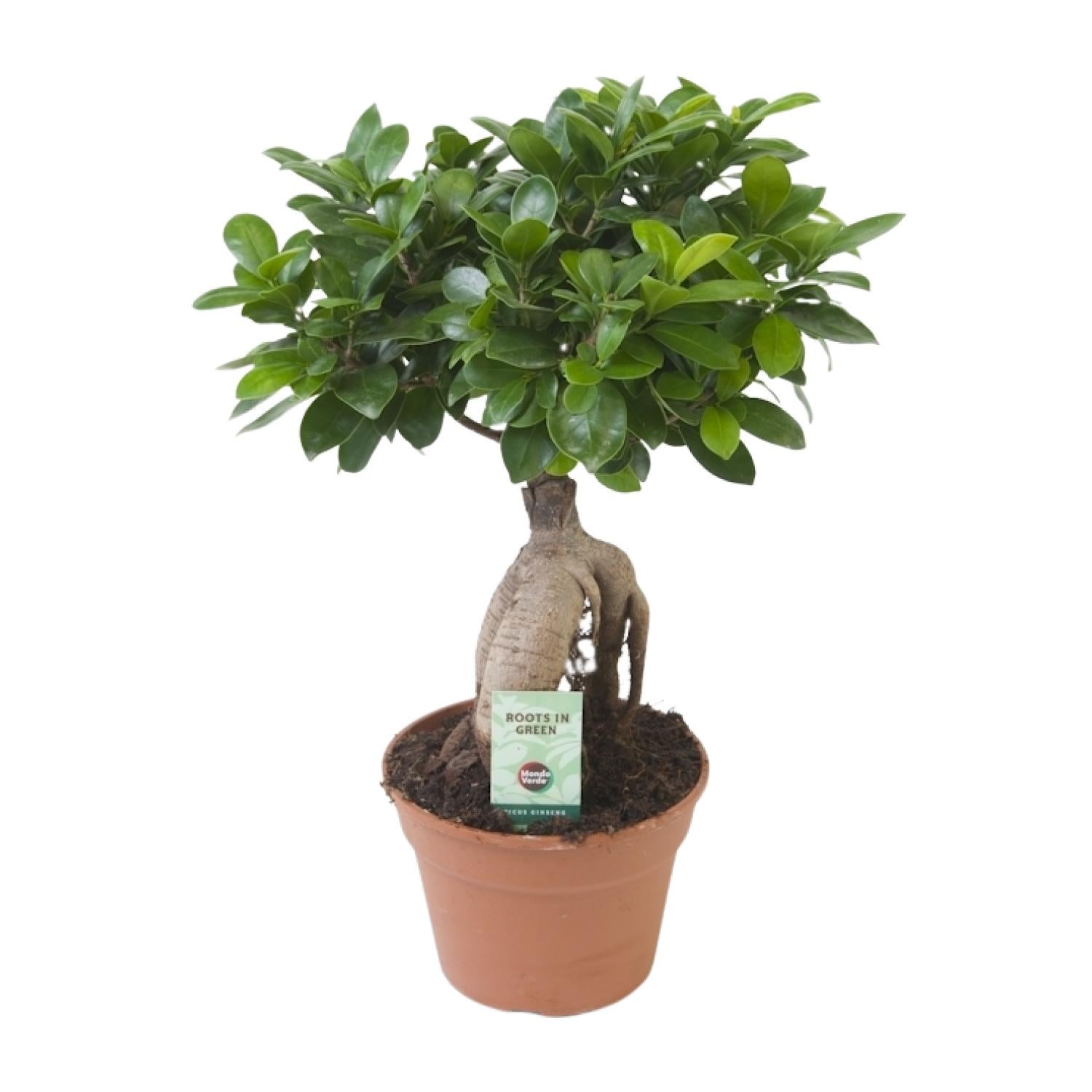 Ficus Ginseng | ↕40 cm | Ø17 cm